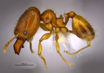 Media type: image;   Entomology 36176 Aspect: habitus lateral view